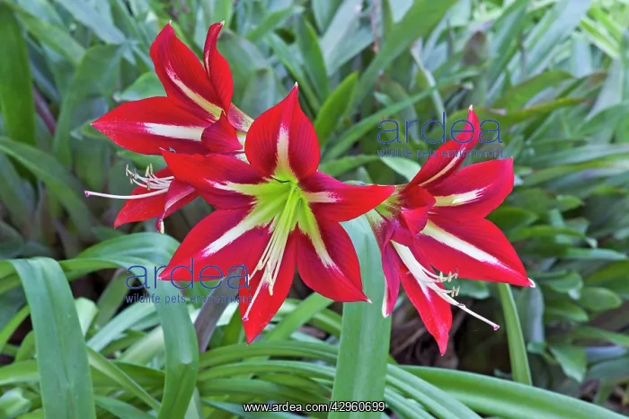 : Hippeastrum macbridei - Origin Peru : Hippeastrum macbridei - Origin Peru