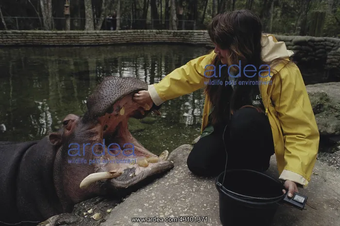 : Hippo and Conservationist at State Park, Florida : Hippo and Conservationist at State Park, Florida