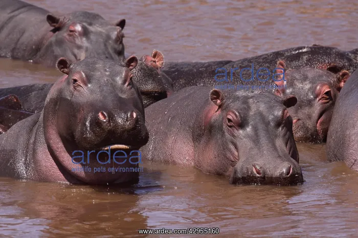 : Hippo - herd in water pool : Hippo - herd in water pool