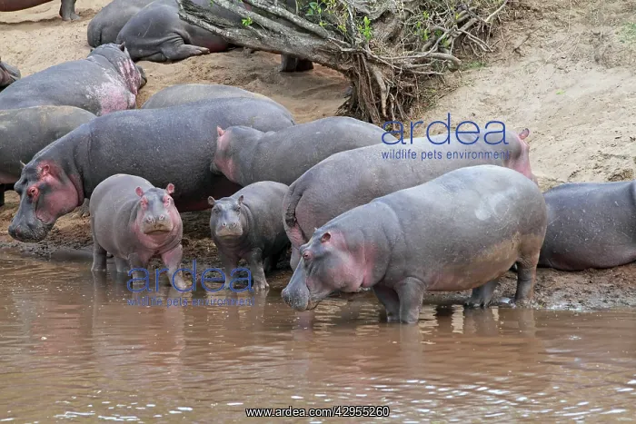 : Hippo - herd by water pool : Hippo - herd by water pool