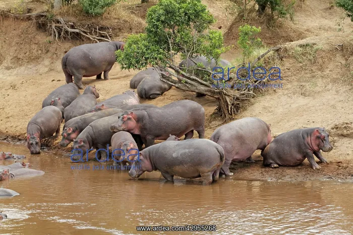 : Hippo - herd by water pool : Hippo - herd by water pool