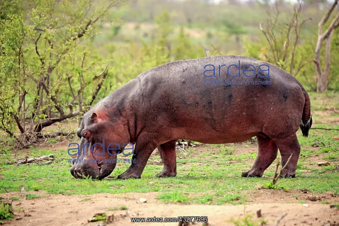 : Hippo (Hippopotamus amphibius), adult, eats fresh : Hippo (Hippopotamus amphibius), adult, eats fresh