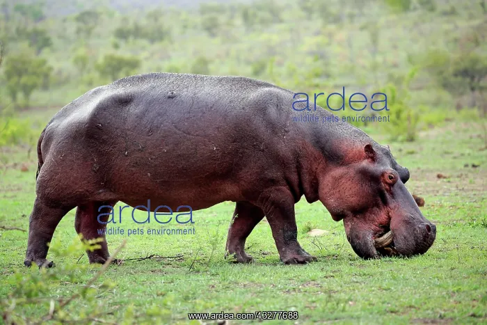 : Hippo (Hippopotamus amphibius), adult, feeding : Hippo (Hippopotamus amphibius), adult, feeding