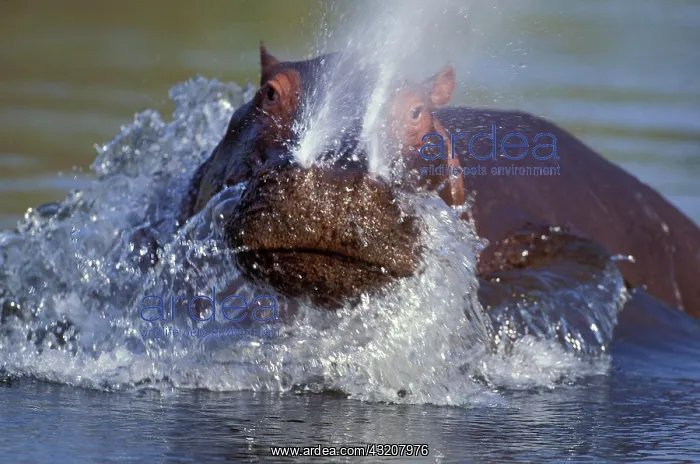 : Hippo (Hippopotamus amphibius), aggression display : Hippo (Hippopotamus amphibius), aggression display