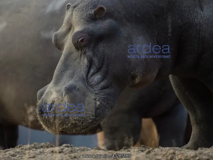 : Hippo (Hippopotamus amphibius), animal portrait : Hippo (Hippopotamus amphibius), animal portrait