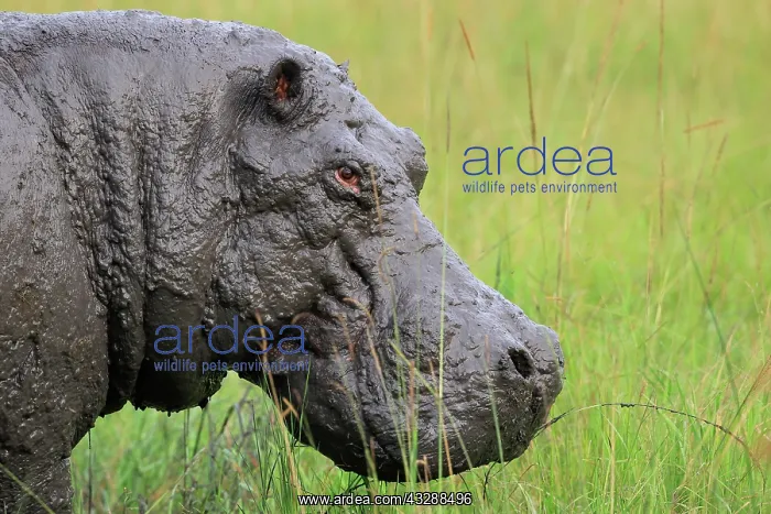 : Hippo (Hippopotamus amphibius), animal portrait : Hippo (Hippopotamus amphibius), animal portrait