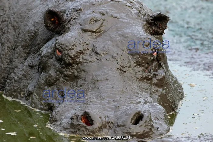 : Hippo (Hippopotamus amphibius) bathing in mud, animal : Hippo (Hippopotamus amphibius) bathing in mud, animal
