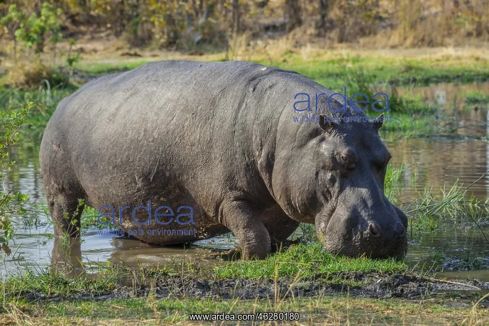 : Hippo (Hippopotamus amphibius), grazing in shallow : Hippo (Hippopotamus amphibius), grazing in shallow