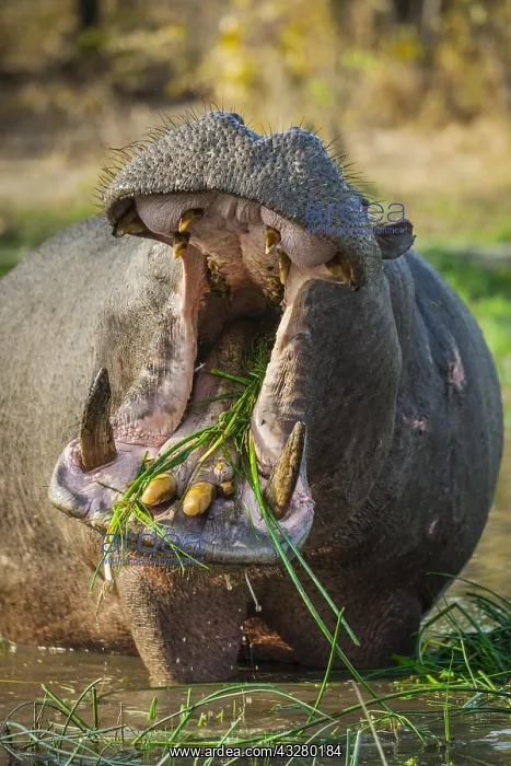 : Hippo (Hippopotamus amphibius), grazing in shallow : Hippo (Hippopotamus amphibius), grazing in shallow