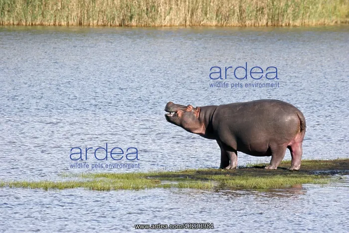 : Hippo (Hippopotamus amphibius) on island in river : Hippo (Hippopotamus amphibius) on island in river
