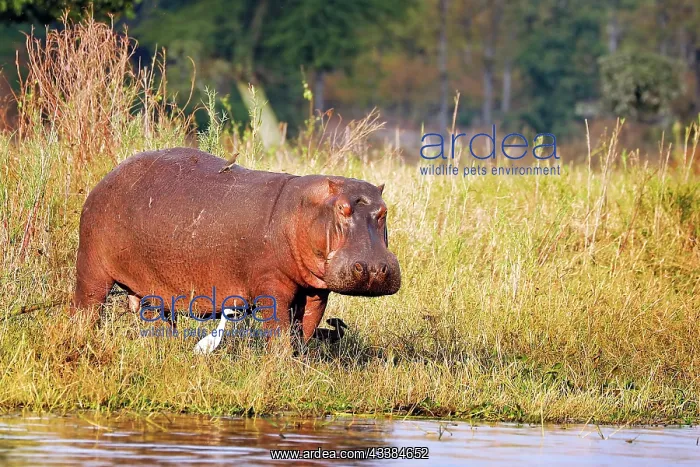 : Hippo (Hippopotamus amphibius), Liwonde National : Hippo (Hippopotamus amphibius), Liwonde National