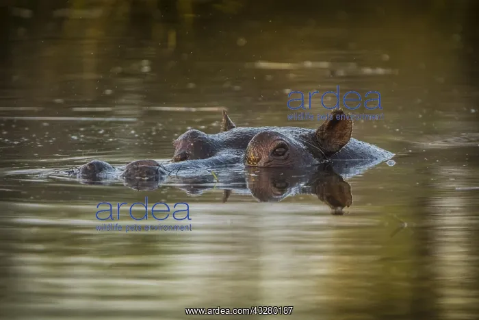  : Hippo (Hippopotamus amphibius), located in shallow