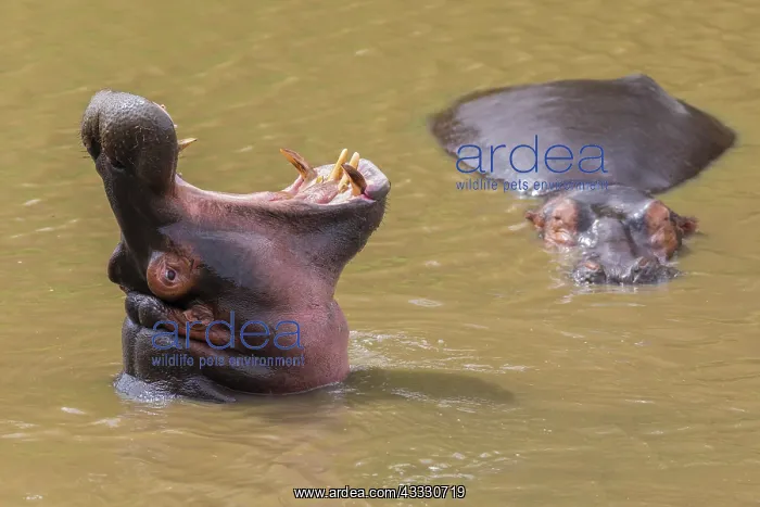 : Hippo (Hippopotamus amphibius) with open mouth displaying : Hippo (Hippopotamus amphibius) with open mouth displaying