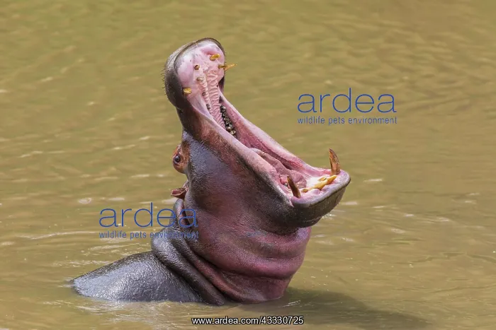 : Hippo (Hippopotamus amphibius) with open mouth displaying : Hippo (Hippopotamus amphibius) with open mouth displaying