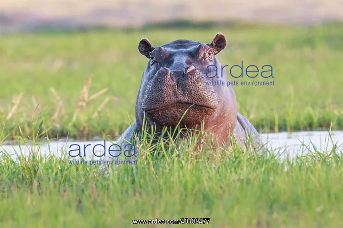: Hippo (Hippopotamus amphibius), portrait of face : Hippo (Hippopotamus amphibius), portrait of face