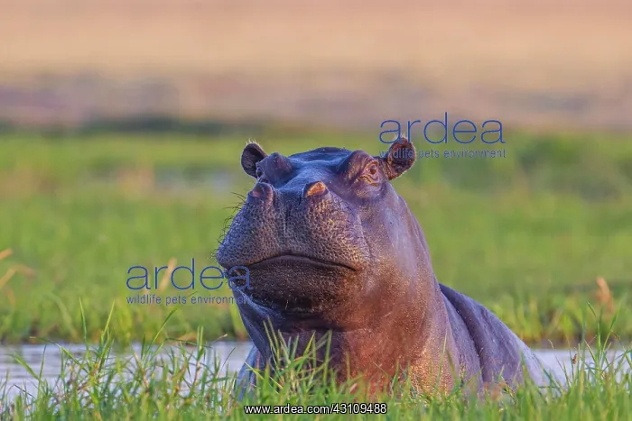 : Hippo (Hippopotamus amphibius), portrait of face : Hippo (Hippopotamus amphibius), portrait of face