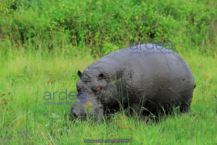 : Hippo (Hippopotamus amphibius), Queen Elisabeth : Hippo (Hippopotamus amphibius), Queen Elisabeth