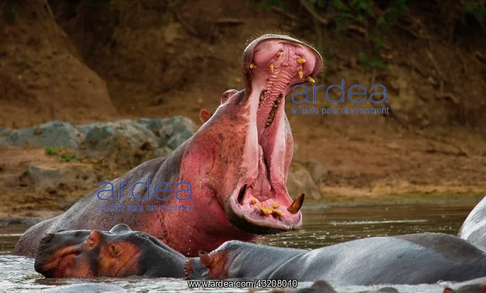 : Hippo (Hippopotamus amphibius) is sitting in the : Hippo (Hippopotamus amphibius) is sitting in the