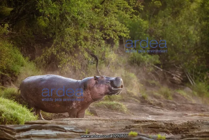 : Hippo (Hippopotamus amphibius) standing on the edge : Hippo (Hippopotamus amphibius) standing on the edge