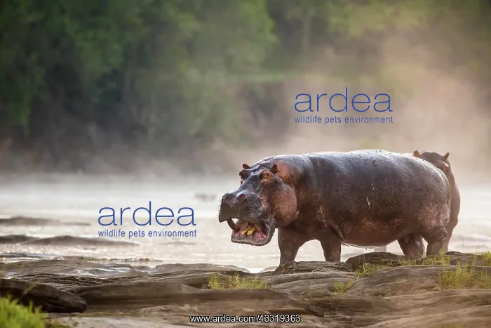 : Hippo (Hippopotamus amphibius) standing on the edge : Hippo (Hippopotamus amphibius) standing on the edge