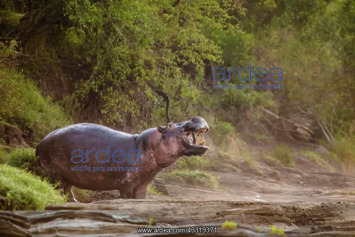 : Hippo (Hippopotamus amphibius) standing on the edge : Hippo (Hippopotamus amphibius) standing on the edge
