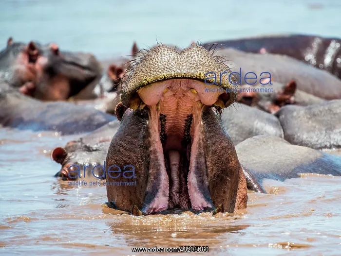 : Hippo (Hippopotamus amphibius) in water with wid : Hippo (Hippopotamus amphibius) in water with wid