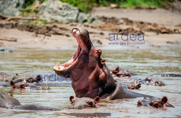  : Hippo (Hippopotamus amphibius) in water with wid