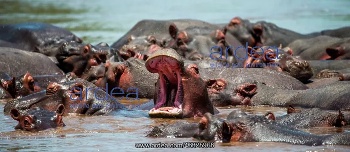 : Hippo (Hippopotamus amphibius) in water with wid : Hippo (Hippopotamus amphibius) in water with wid