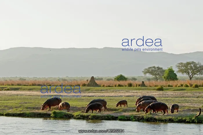 : Hippo / Hippopotamus - grazing in afternoon on : Hippo / Hippopotamus - grazing in afternoon on