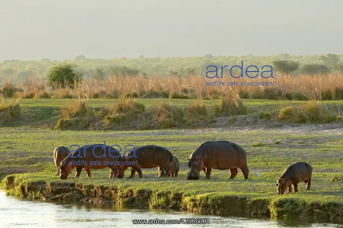 : Hippo / Hippopotamus - grazing in afternoon on : Hippo / Hippopotamus - grazing in afternoon on
