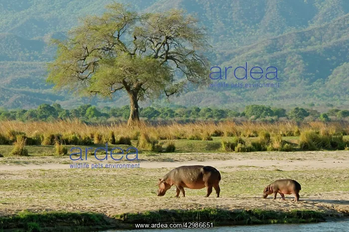 : Hippo / Hippopotamus - grazing in afternoon on : Hippo / Hippopotamus - grazing in afternoon on