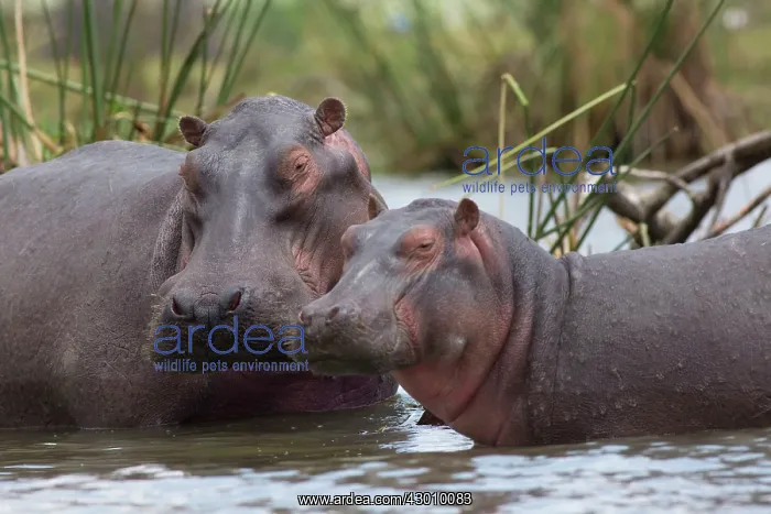 : Hippo / Hippopotamus Lake Naivasha, Kenya : Hippo / Hippopotamus Lake Naivasha, Kenya