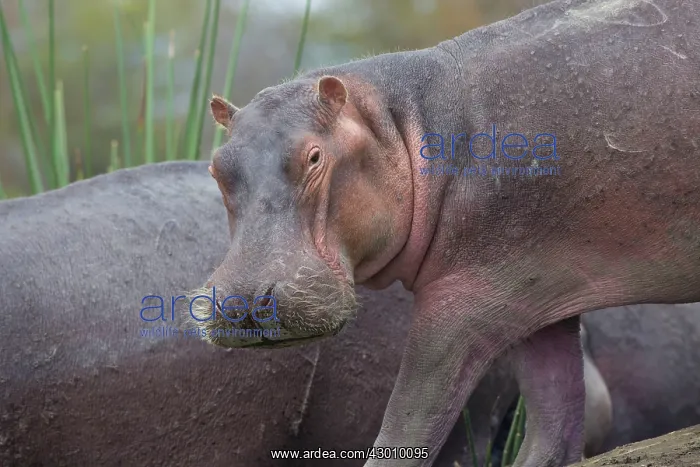 : Hippo / Hippopotamus Lake Naivasha, Kenya : Hippo / Hippopotamus Lake Naivasha, Kenya