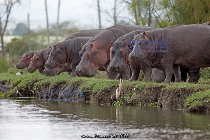 : Hippo / Hippopotamus Lake Naivasha, Kenya : Hippo / Hippopotamus Lake Naivasha, Kenya