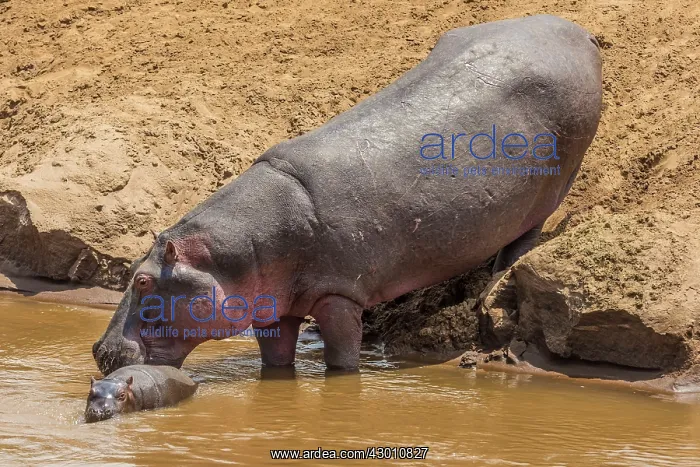 : Hippo / Hippopotamus mother with baby swimming in : Hippo / Hippopotamus mother with baby swimming in