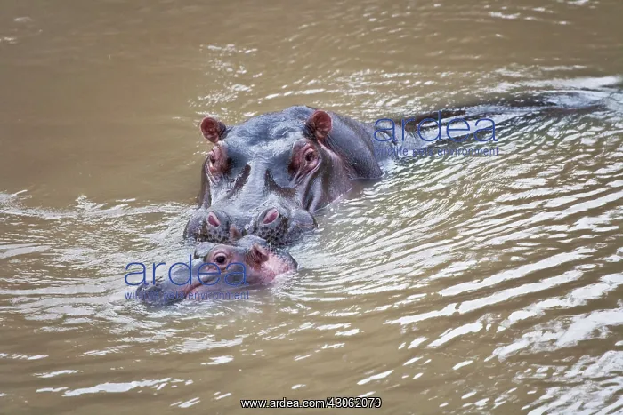 : Hippo in Mara River, Maasai Mara National : Hippo in Mara River, Maasai Mara National