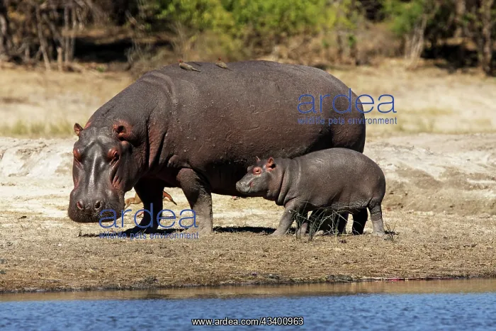 : Hippo mother with young one : Hippo mother with young one