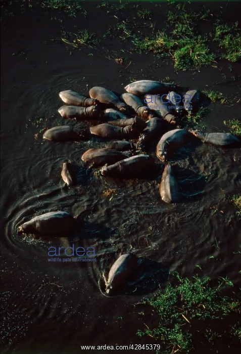 : Hippo pod aerial - Hippo family groups, or pods : Hippo pod aerial - Hippo family groups, or pods