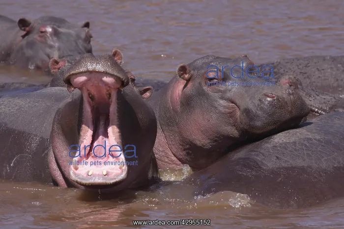 : Hippo - in water pool - yawning : Hippo - in water pool - yawning