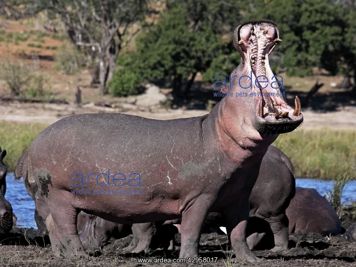 : Hippo yawning : Hippo yawning