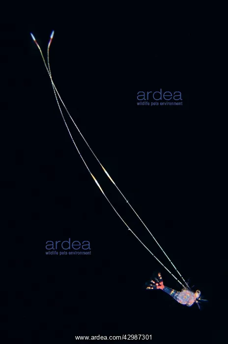 : Hippolytidae Shrimp larva floating in water column : Hippolytidae Shrimp larva floating in water column