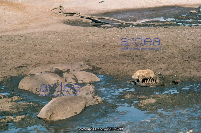 : Hippopatamus - lying in drying pan during dry season : Hippopatamus - lying in drying pan during dry season