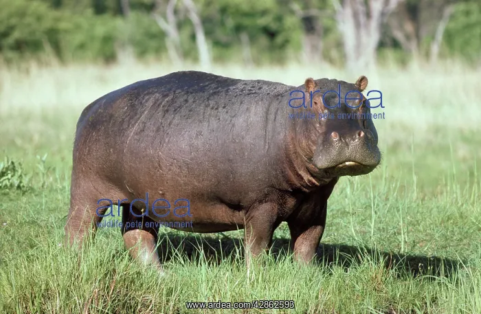 : Hippopotamus : Hippopotamus