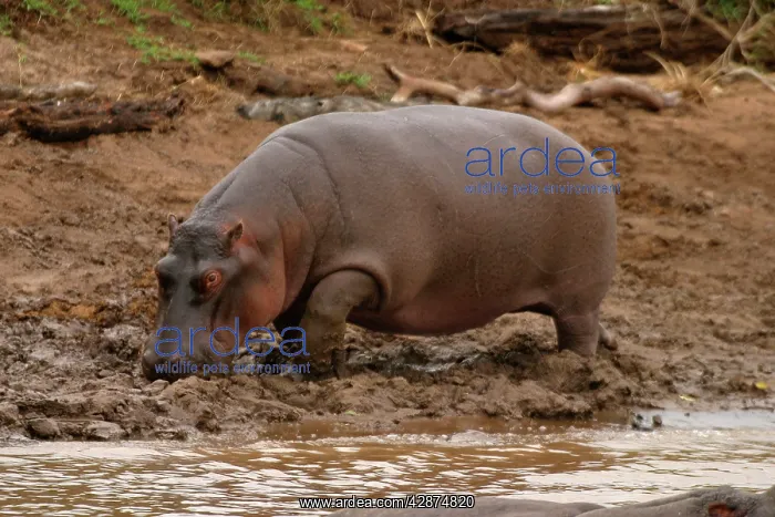 : Hippopotamus : Hippopotamus