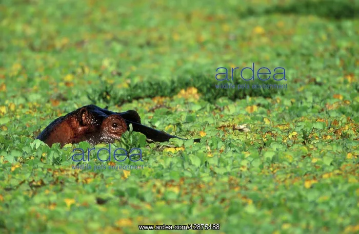  : Hippopotamus