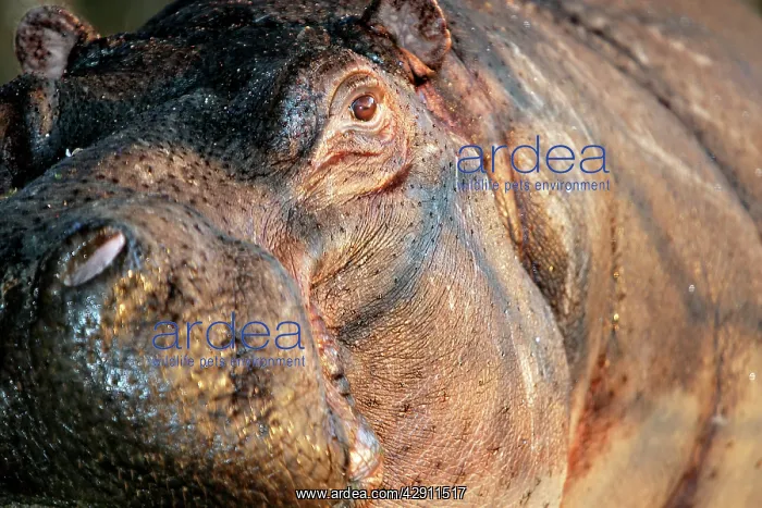: Hippopotamus : Hippopotamus