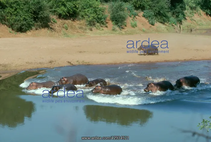 : Hippopotamus : Hippopotamus