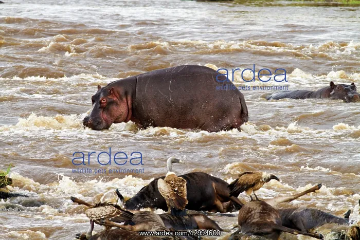 : Hippopotamus : Hippopotamus