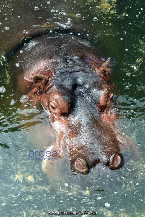 : Hippopotamus : Hippopotamus