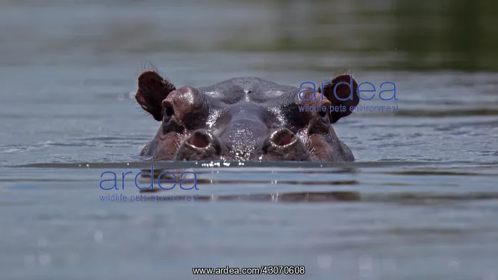 : Hippopotamus : Hippopotamus